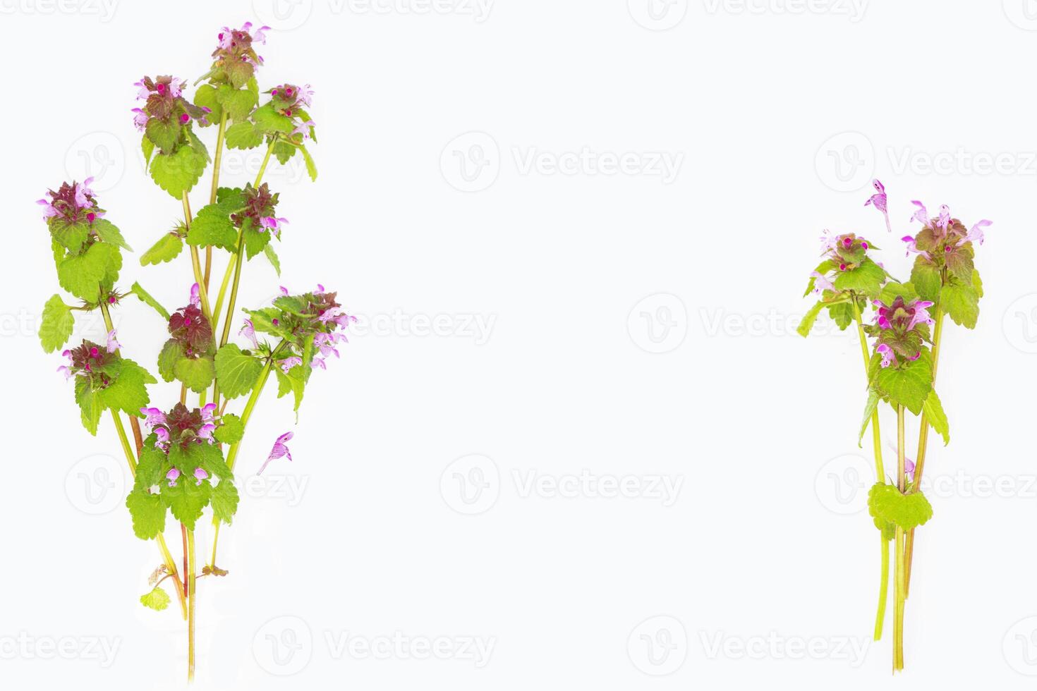 Wild flowers, border. Natural floral frame. Wild flowers on white background photo