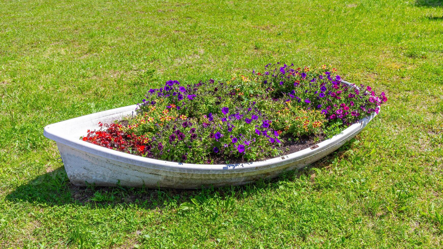 Colorful flowerbed in a boat on a green lawn. photo