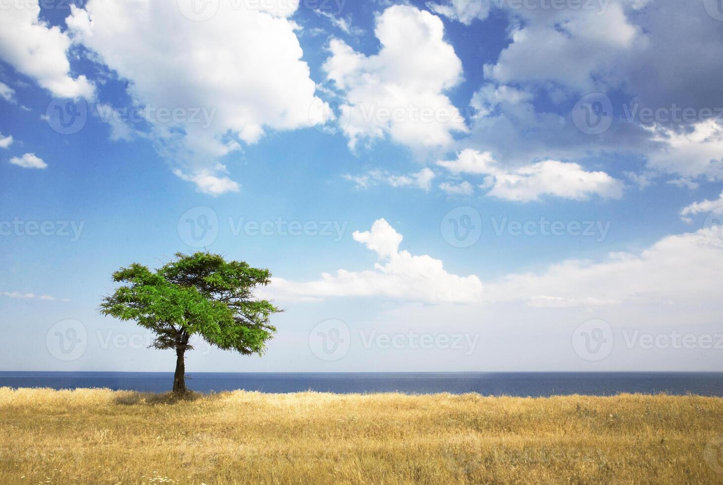 Field, tree, sea photo