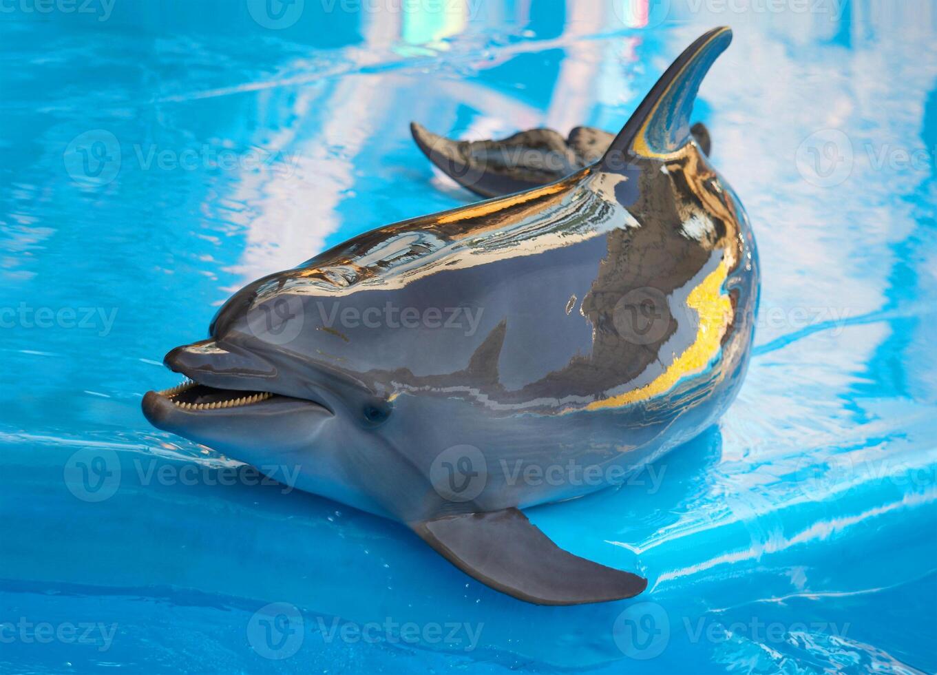 Dolphin near pool photo