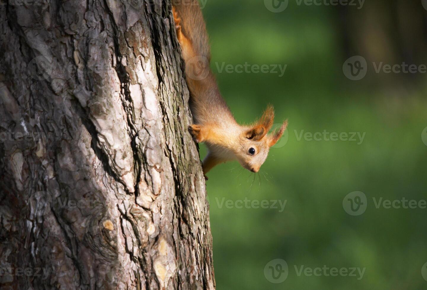 Squirrel climbing a tree photo