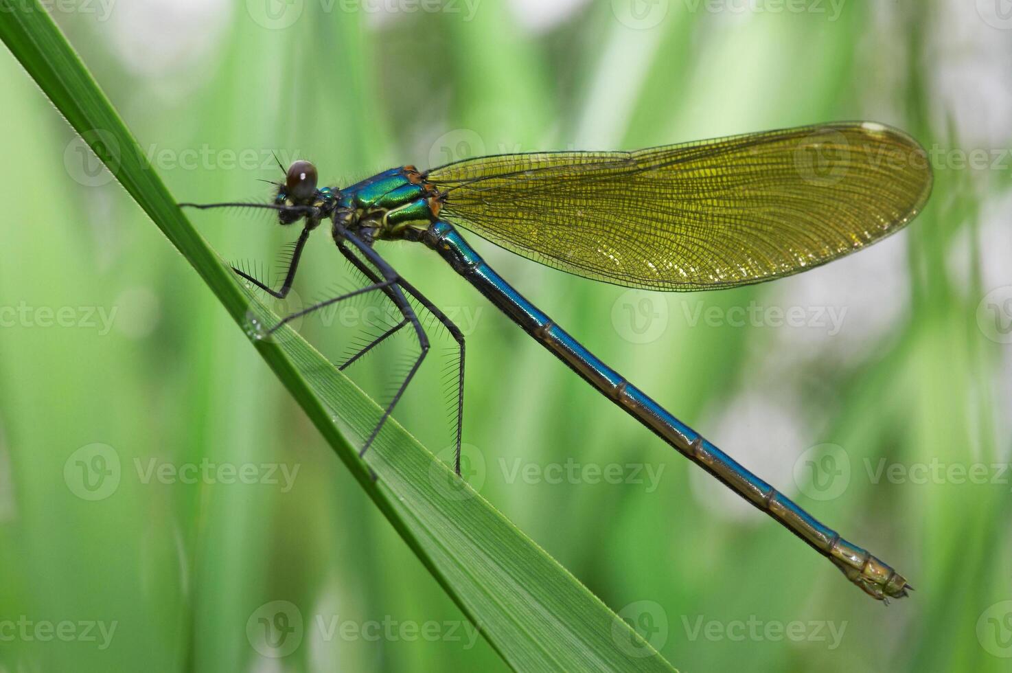 Colorful dragonfly on green leaf photo