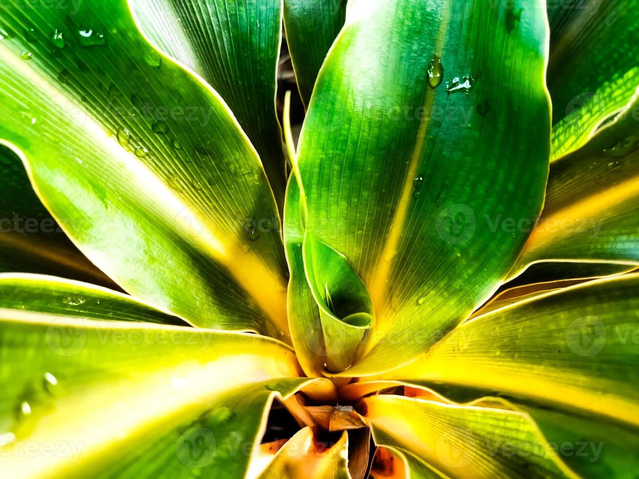 Chlorophytum orchidastrum, aka orange spider plant or Fire Flash, a popular houseplant known for its long,narrow leaves with orange white stripes down the center and edges, and its orange pink stems. photo