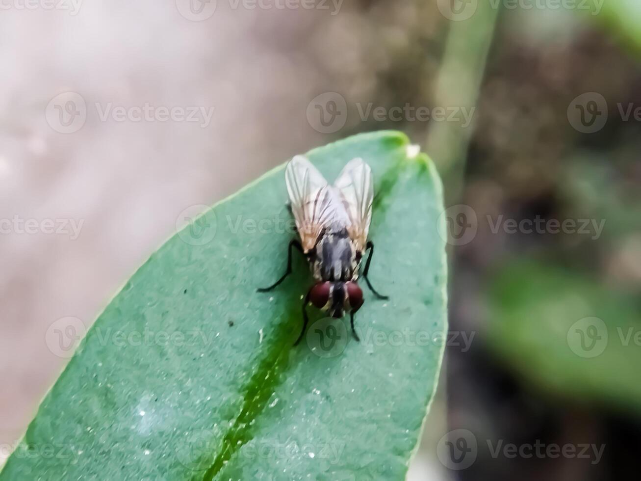 hominivorax, the New World screw-worm fly, or screw-worm for short, is a species of parasitic fly that is well known for the way in which its larva eat the living tissue. photo
