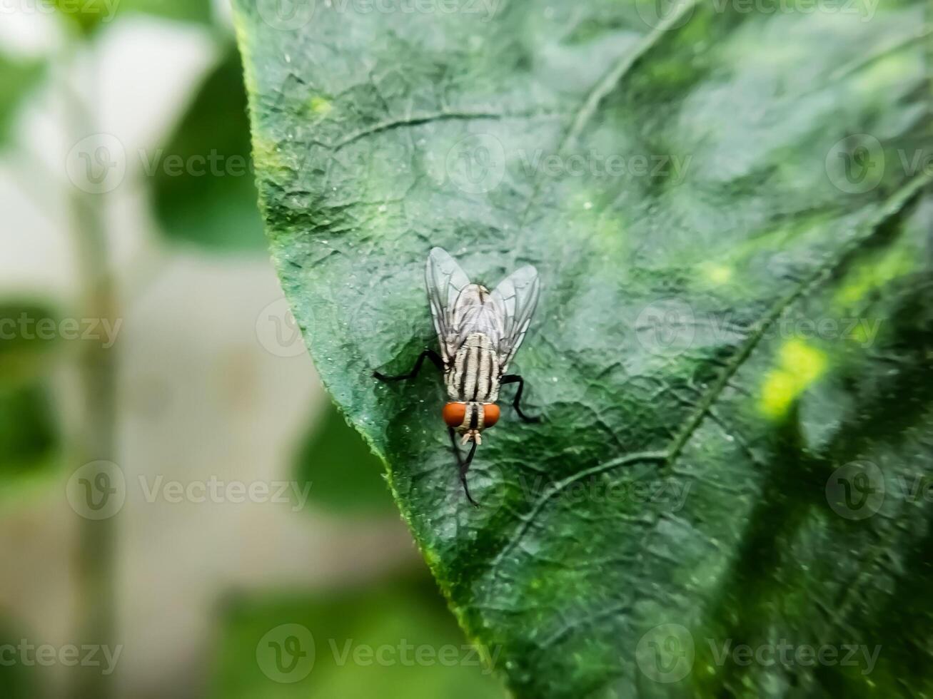 hominivorax, the New World screw-worm fly, or screw-worm for short, is a species of parasitic fly that is well known for the way in which its larva eat the living tissue photo