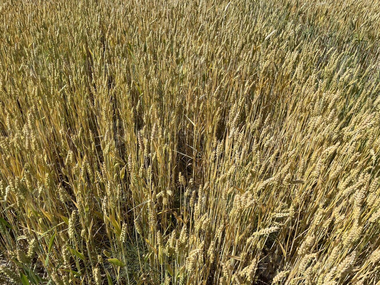 Young green wheat field in spring 5 photo
