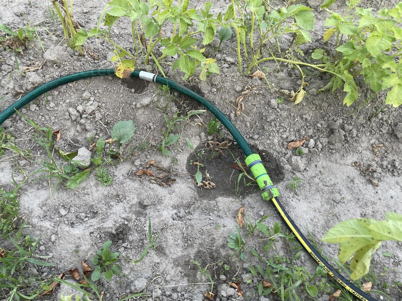 Connecting garden watering hoses with fitting photo