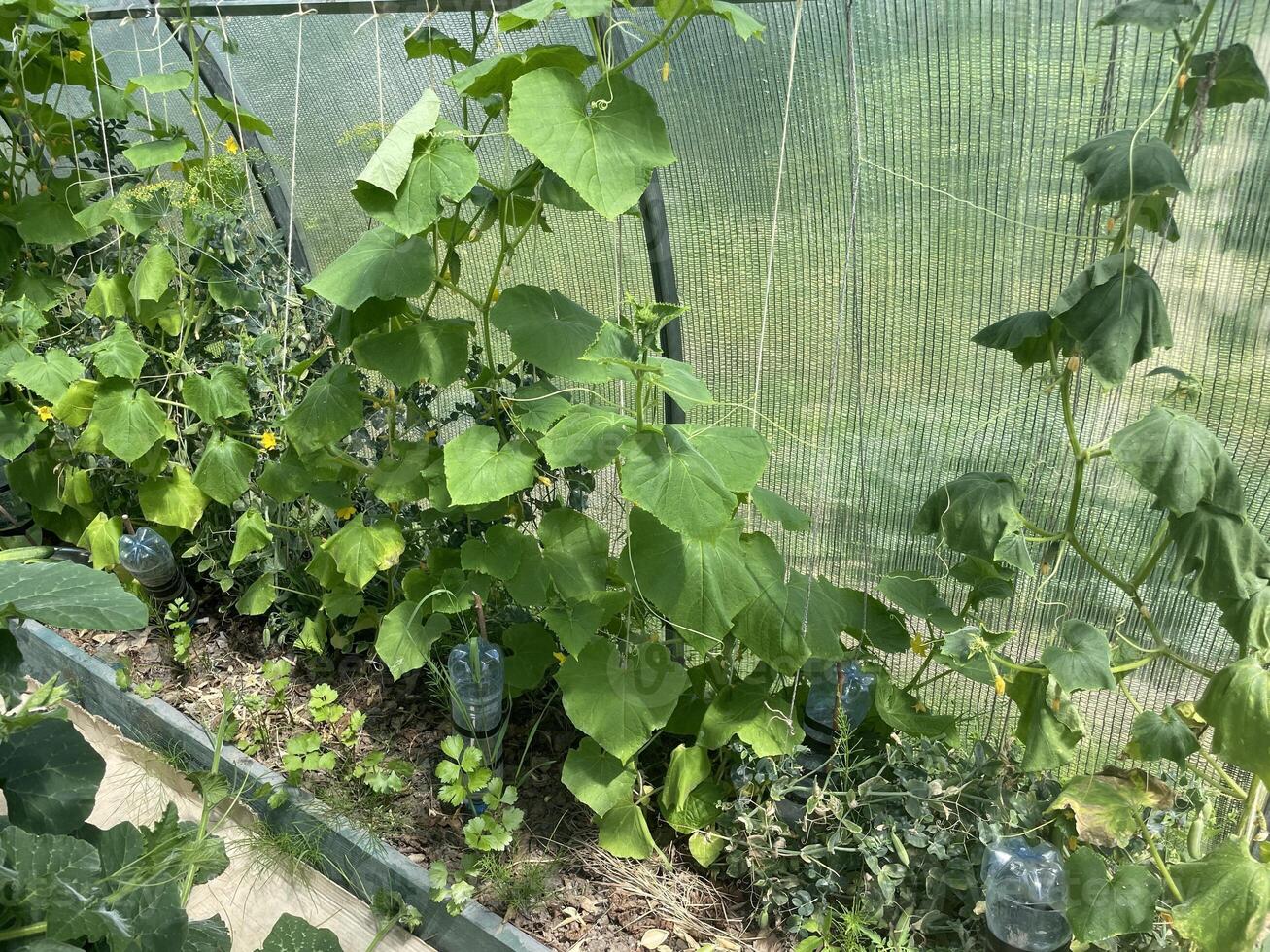 Fresh vegetables growing in greenhouse garden 1 photo