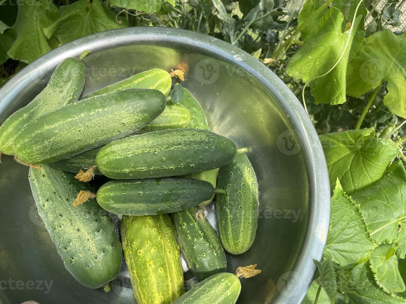 Fresh vegetables growing in greenhouse garden photo