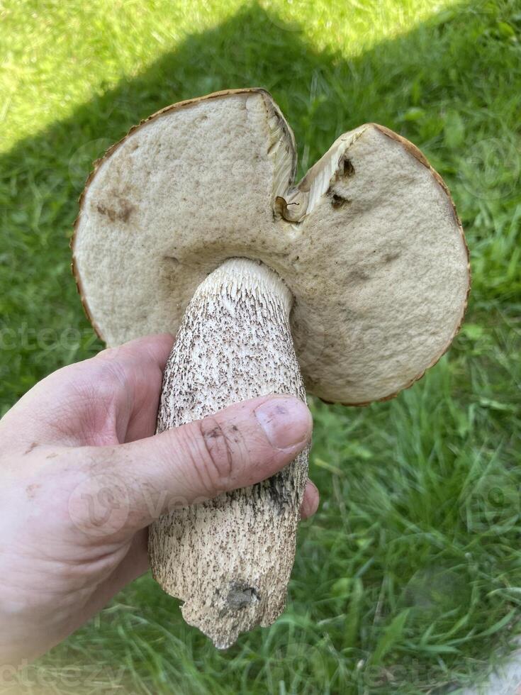 Found a big orange-cap boletus mushroom 3 photo