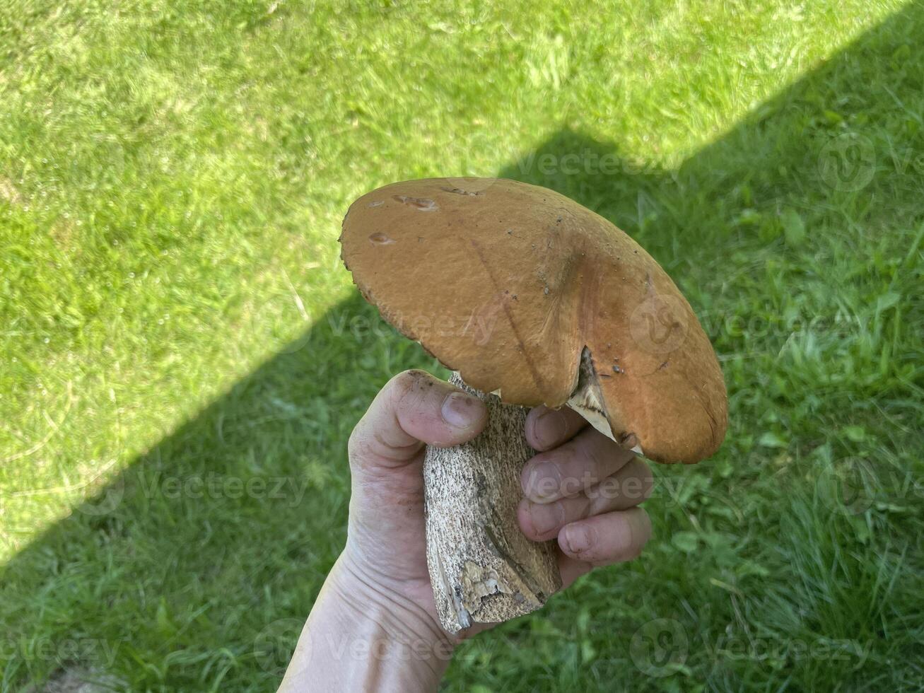 Found a big orange-cap boletus mushroom 1 photo