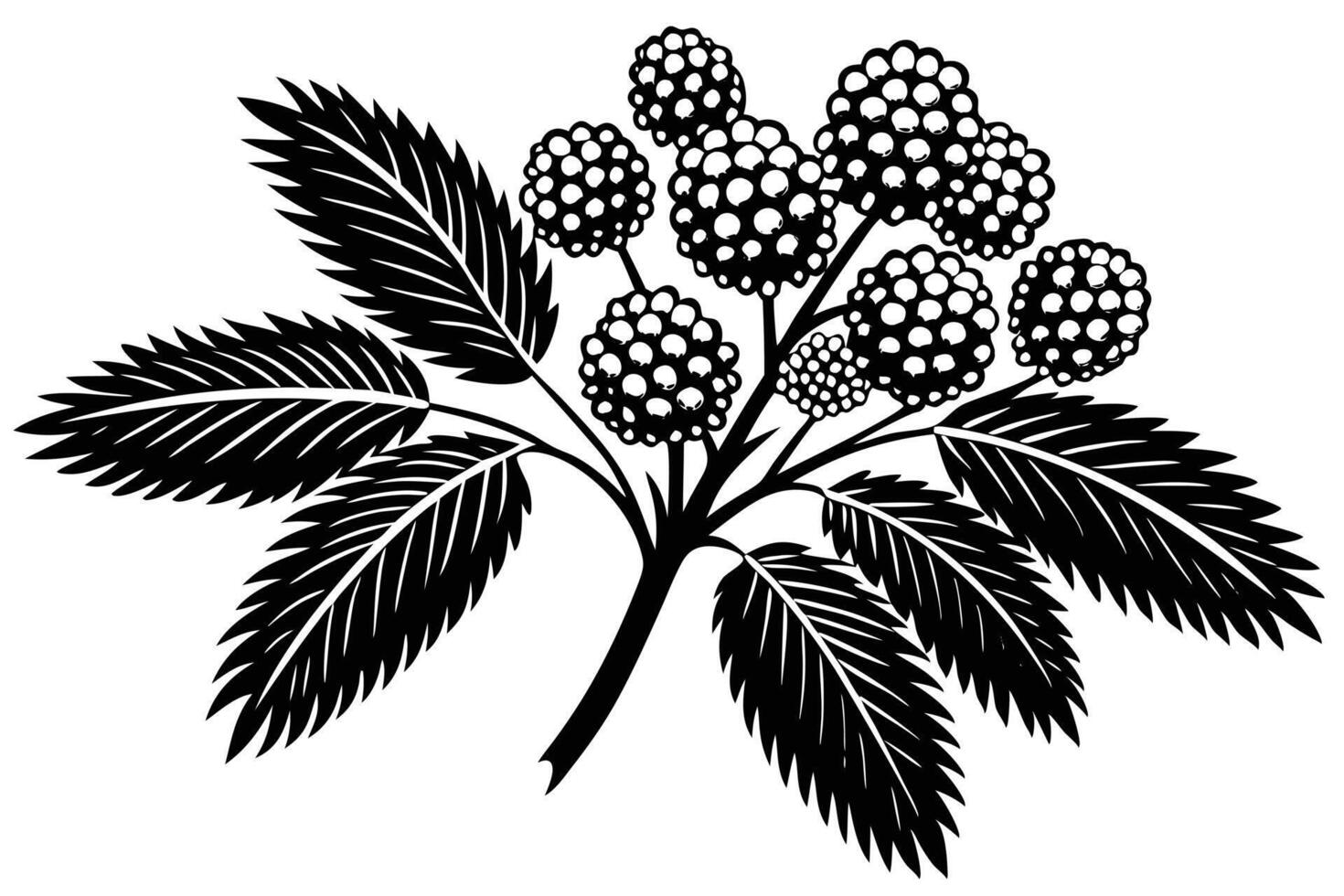 A detailed Black and White Illustration of Berries and Leaves vector