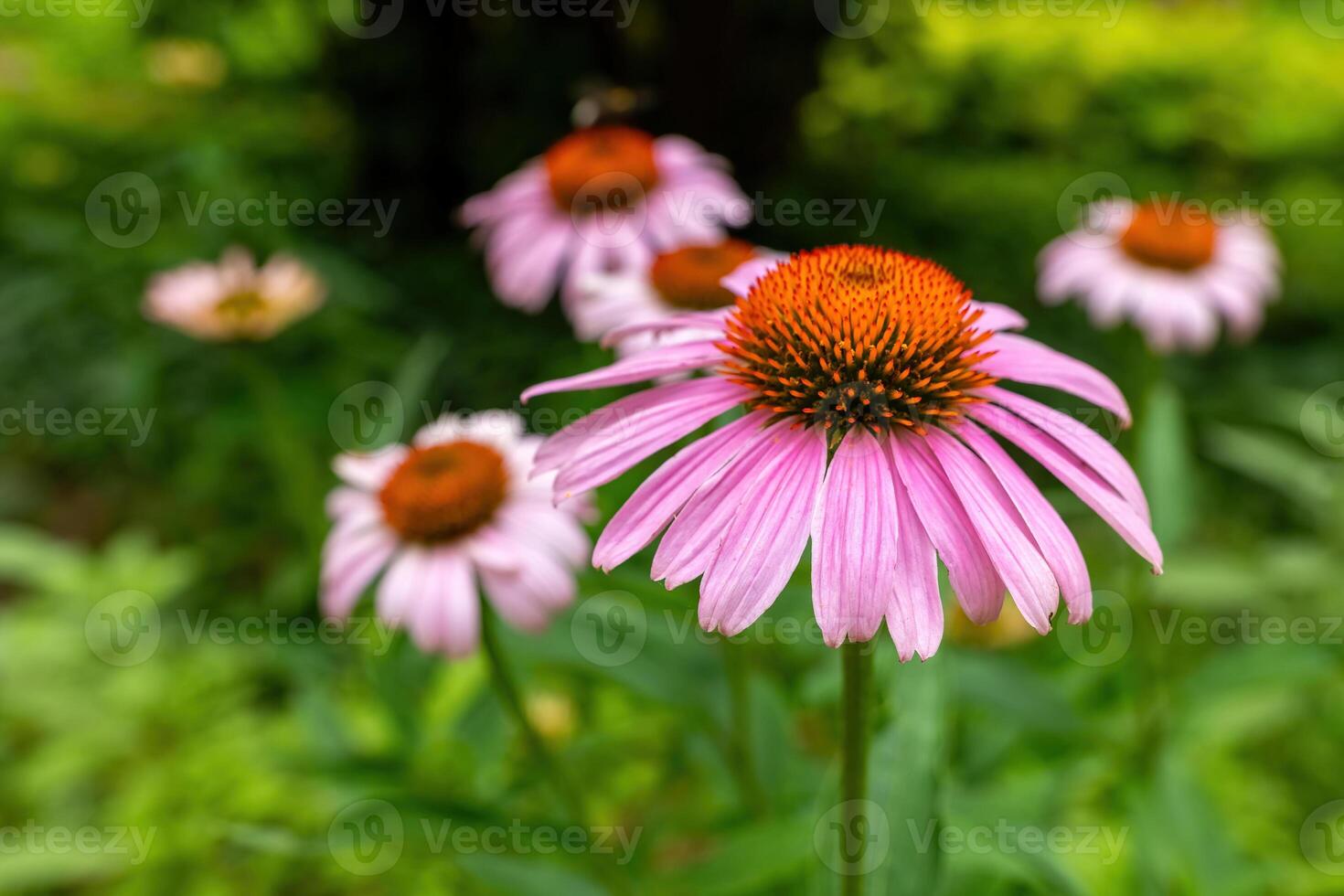 Vibrant pink echinacea flowers bloom in a lush green garden during a sunny afternoon, attracting bees and providing a splash of color photo