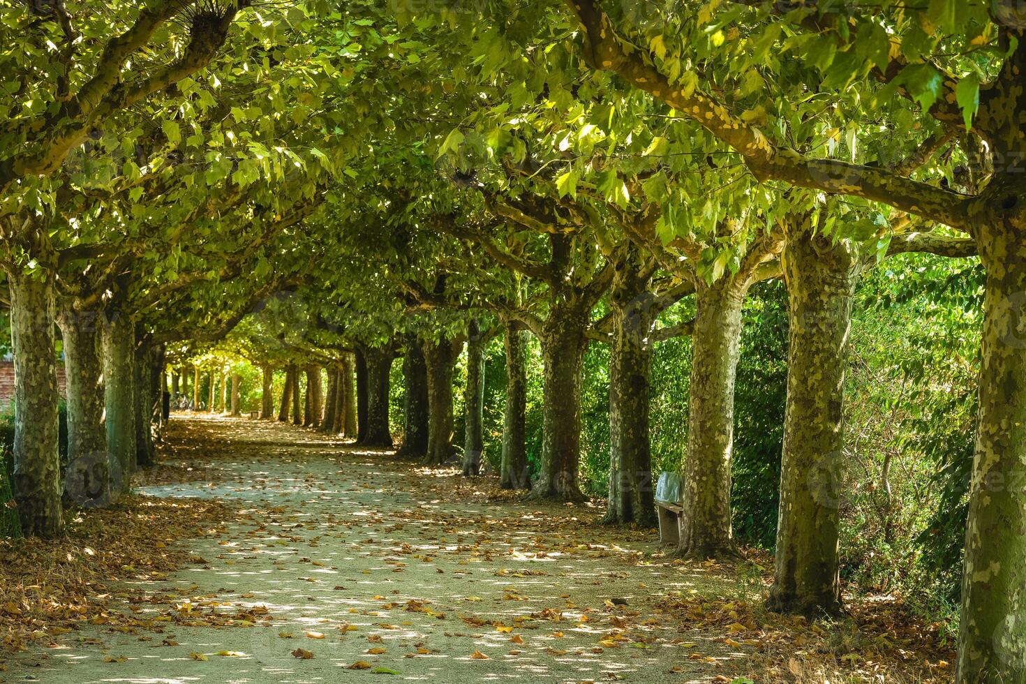Serene tree-lined pathway in a park surrounded by greenery during daytime photo