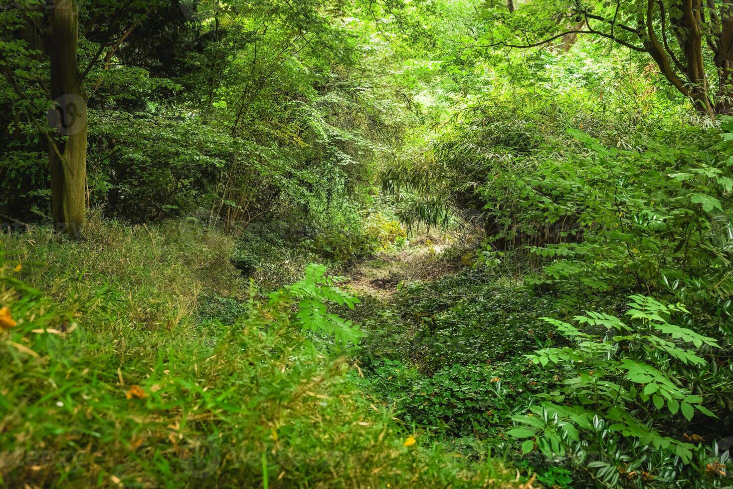 Lush greenery enveloping a serene valley during the golden hour in a tranquil forest setting photo