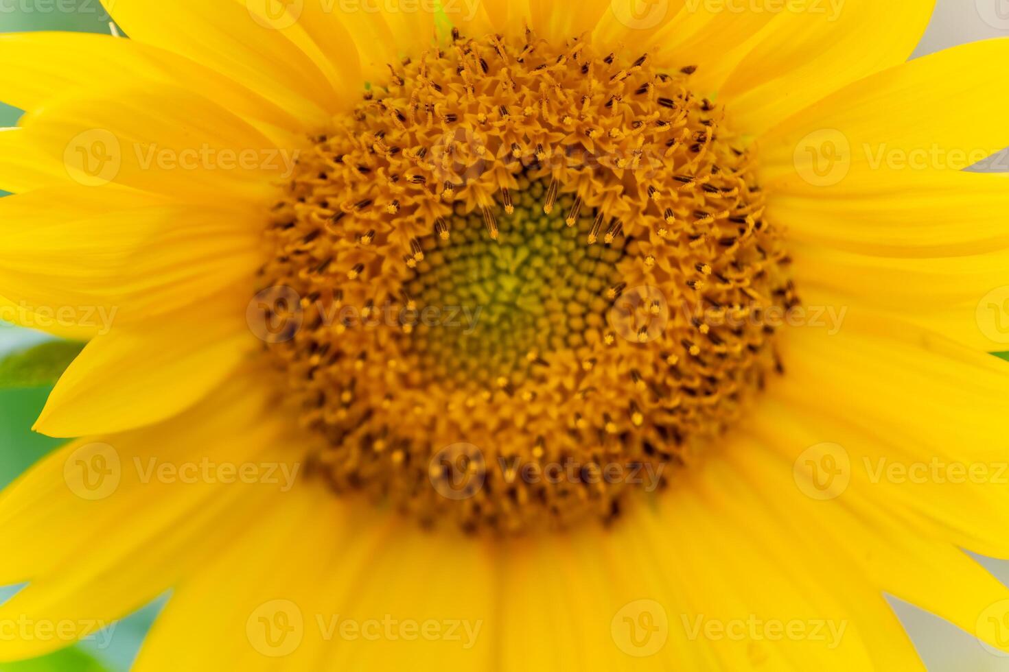 Bright sunflower showcasing intricate details under sunlight in a tranquil garden setting during late spring photo
