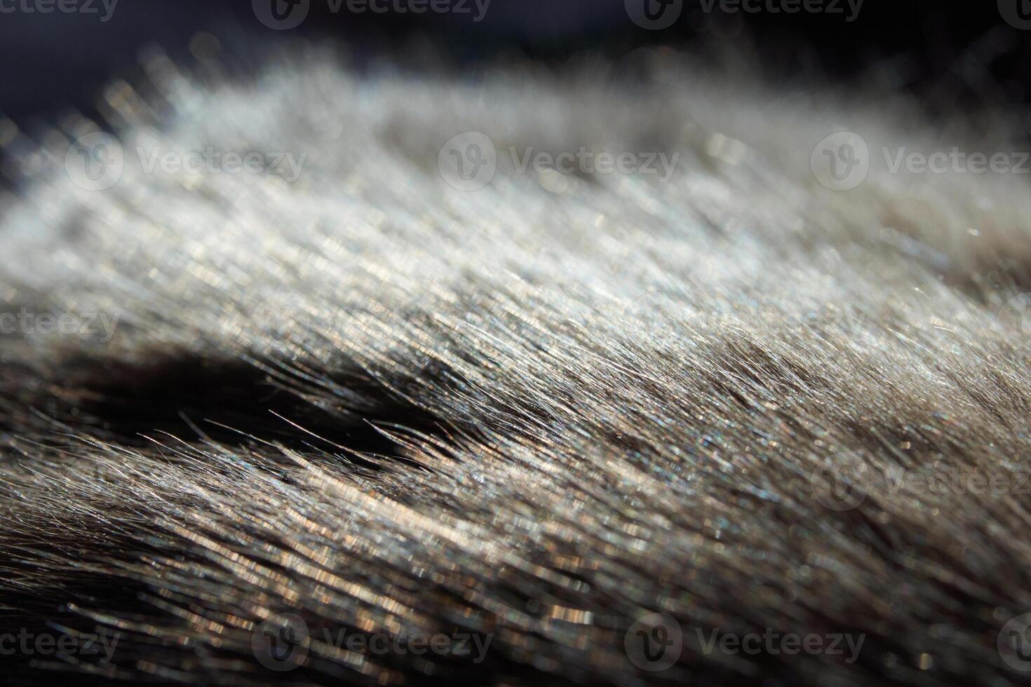 Close-up of textured furry grey animal fur with soft light and shadows. photo