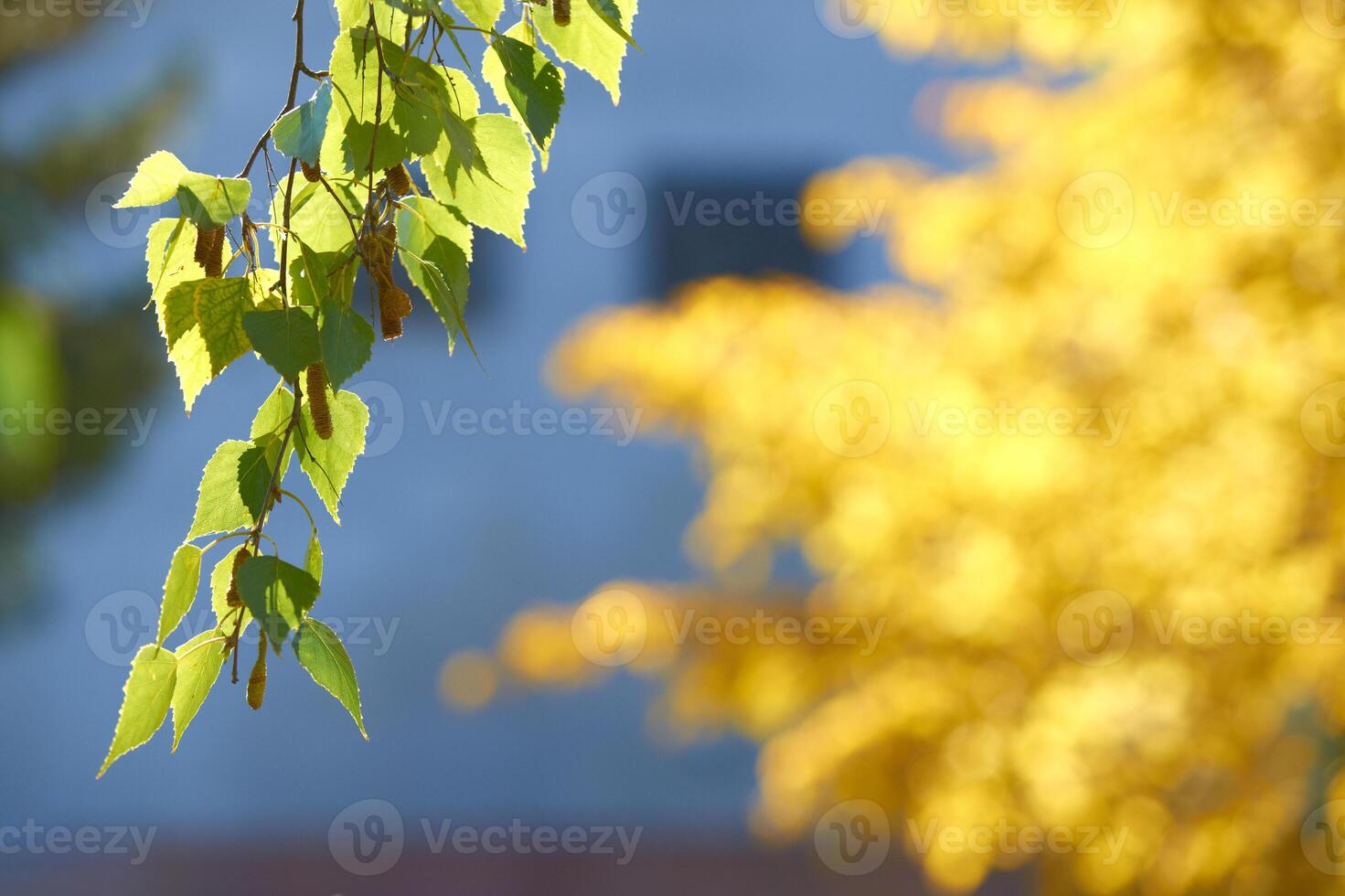 Sunlit green and yellow leaves in focus against a soft blurred background. photo