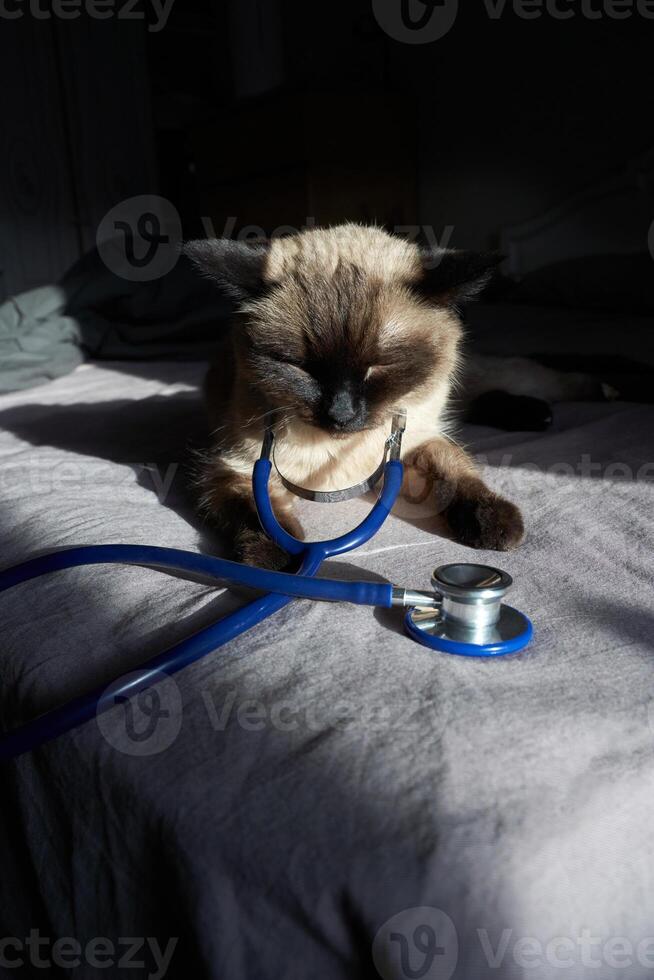 Siamese cat relaxing with stethoscope on bed in sunlight. photo
