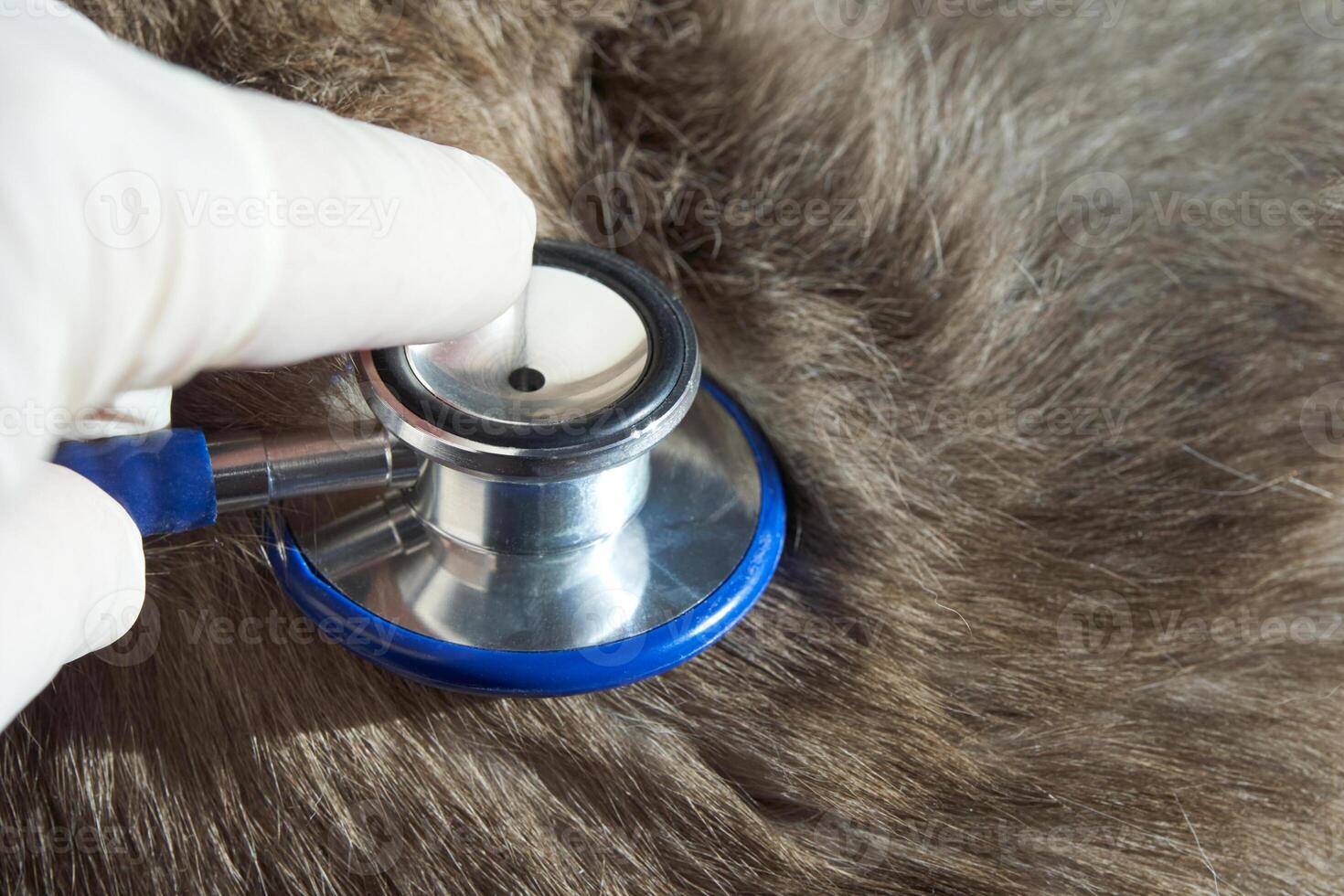 Close-up of stethoscope on animal fur for veterinary examination by gloved hand. photo