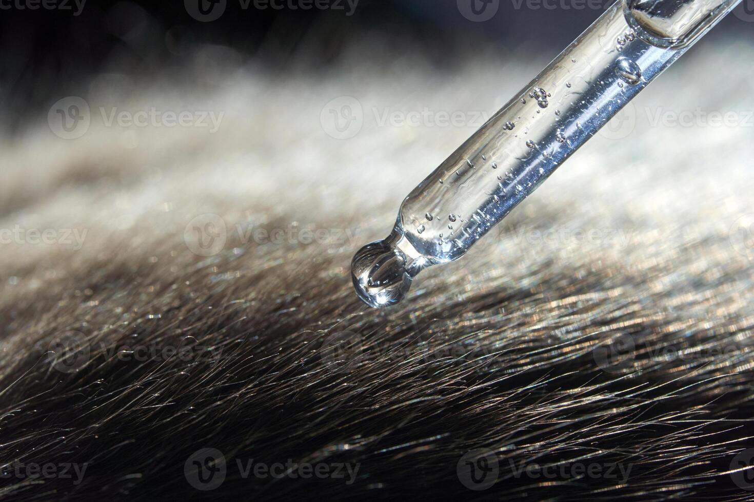 Close-up of liquid droplet on fur with pipette for hair care or scientific research. photo
