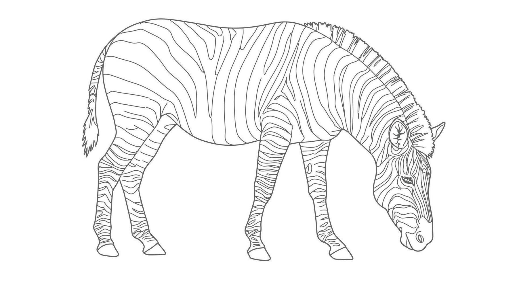 Peaceful Quiet Zebra Grazing Serene Adult Coloring Page vector