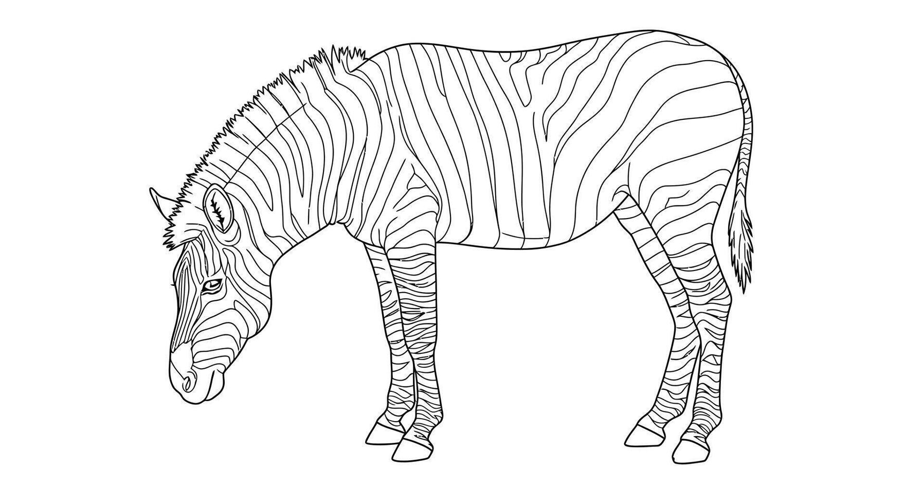 Quiet Zebra Grazing on Grass Line Art Coloring Page for Adults vector