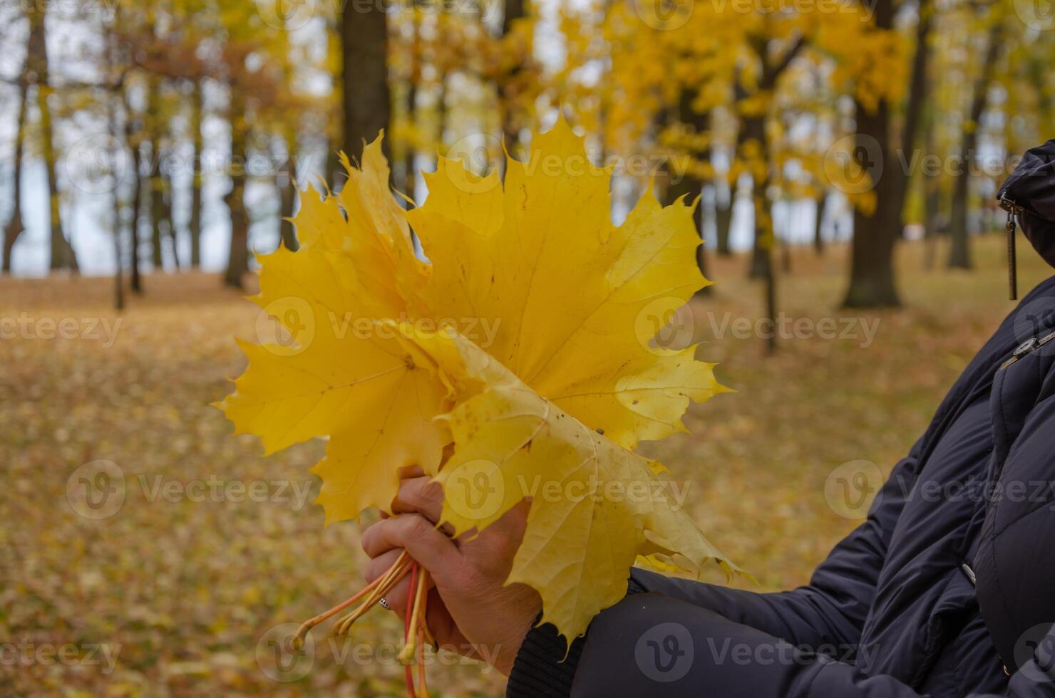 A walk in the park and collected yellow leaves in a bouquet. Hold maple leaves in your hands in autumn. High quality photo