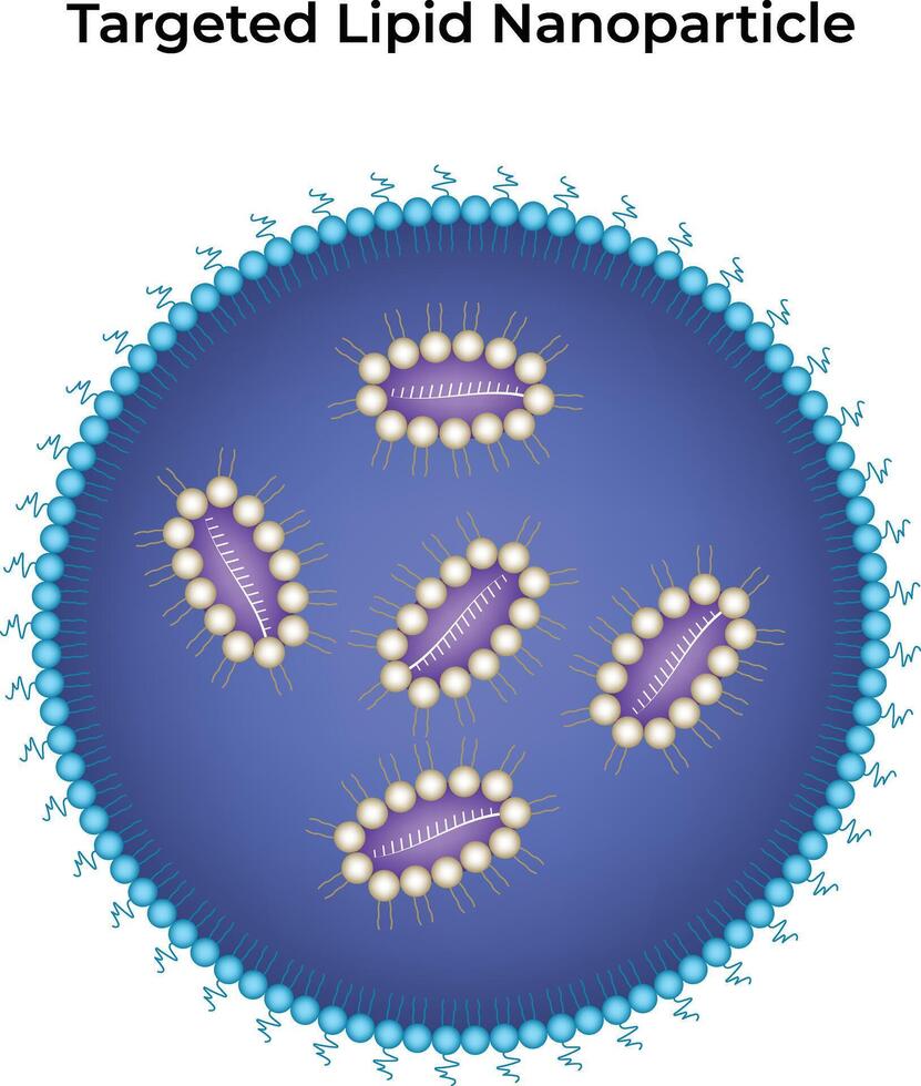 Illustration of targeted lipid nanoparticle vector