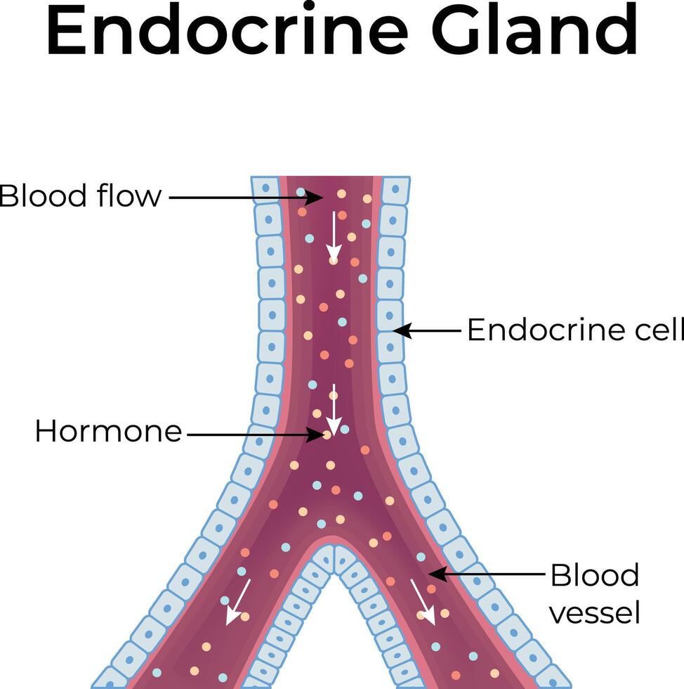 Diagram of an endocrine gland vector