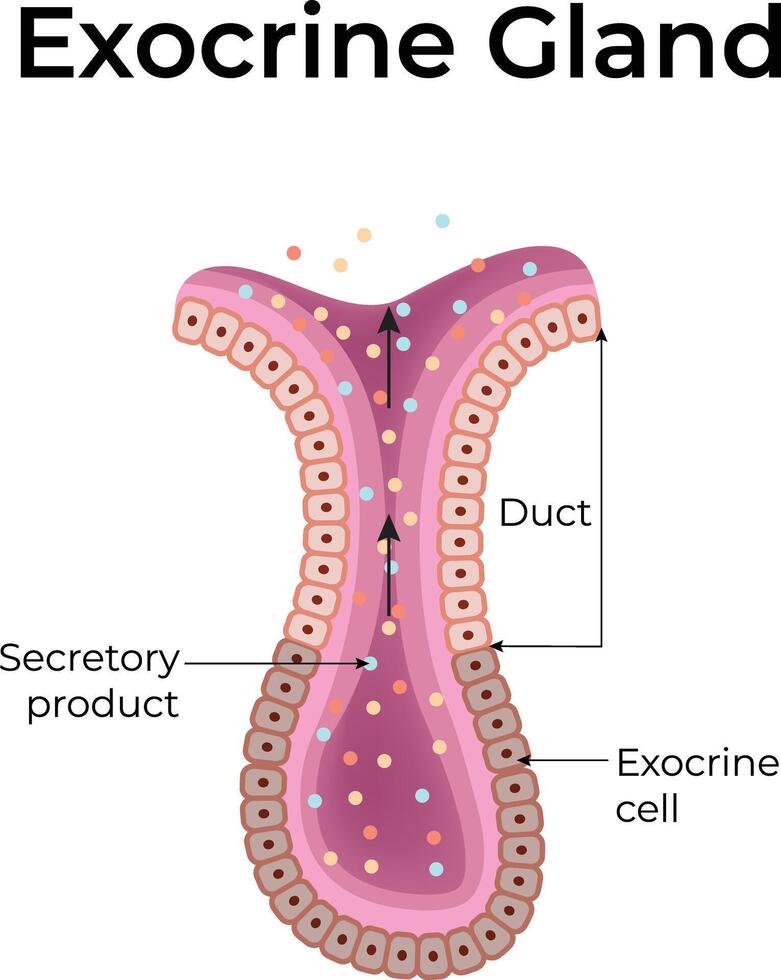 Illustration of an exocrine gland anatomy vector
