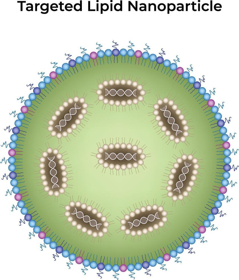 Diagram of targeted lipid nanoparticle vector