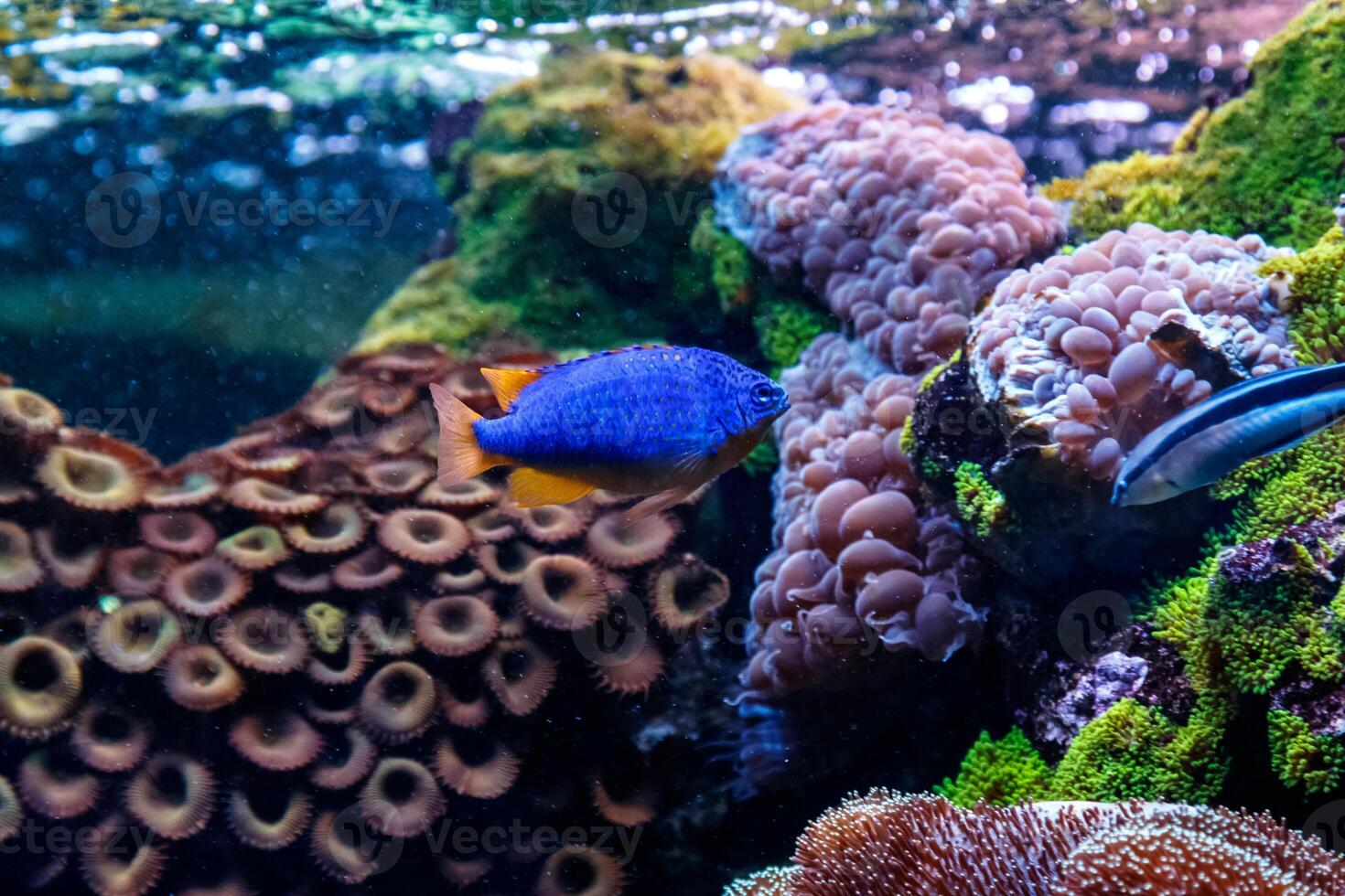 Fish Antias lyretail Pseudanthias squamipinnis photo