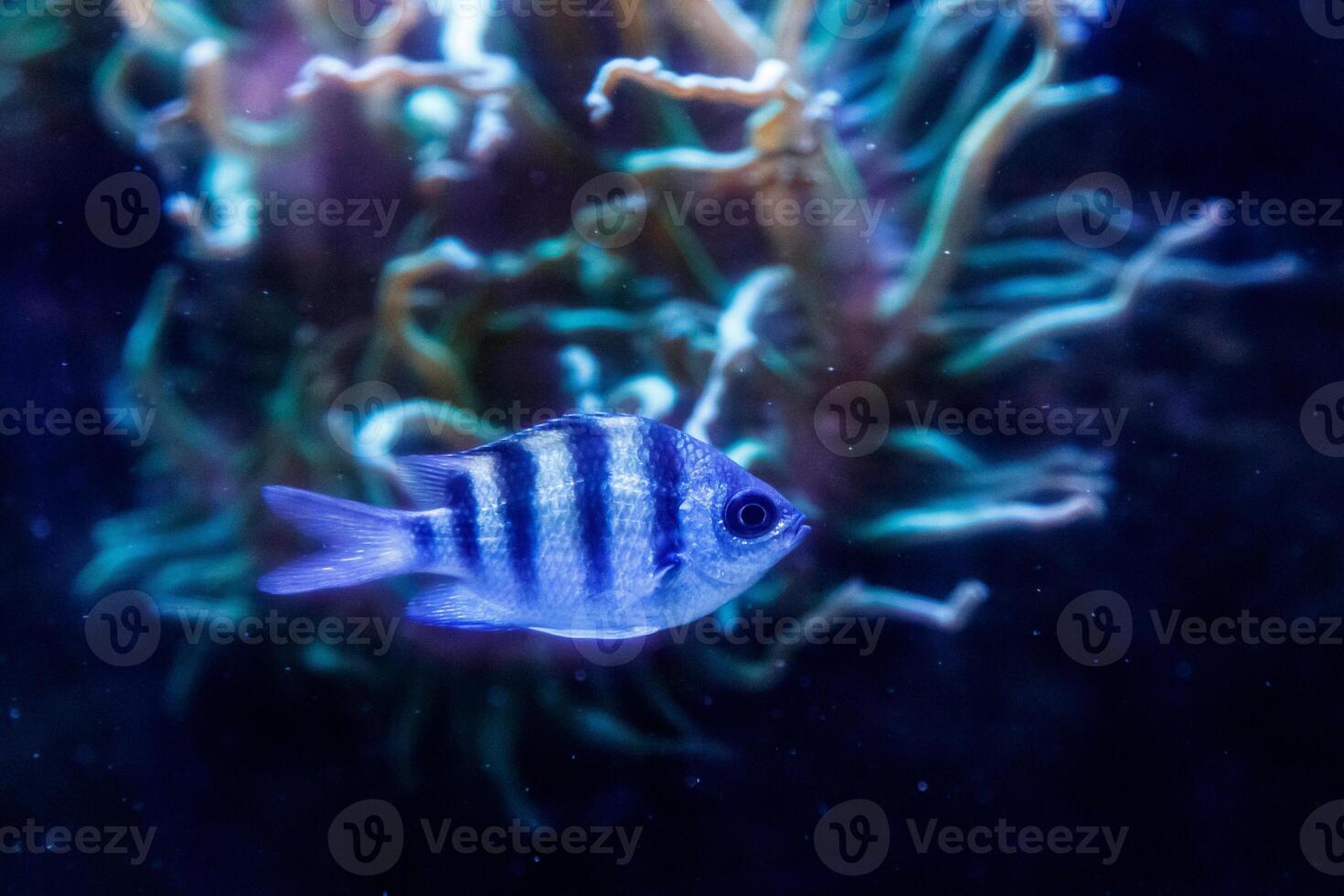 macro fish sergeant major abudefduf saxatilis photo