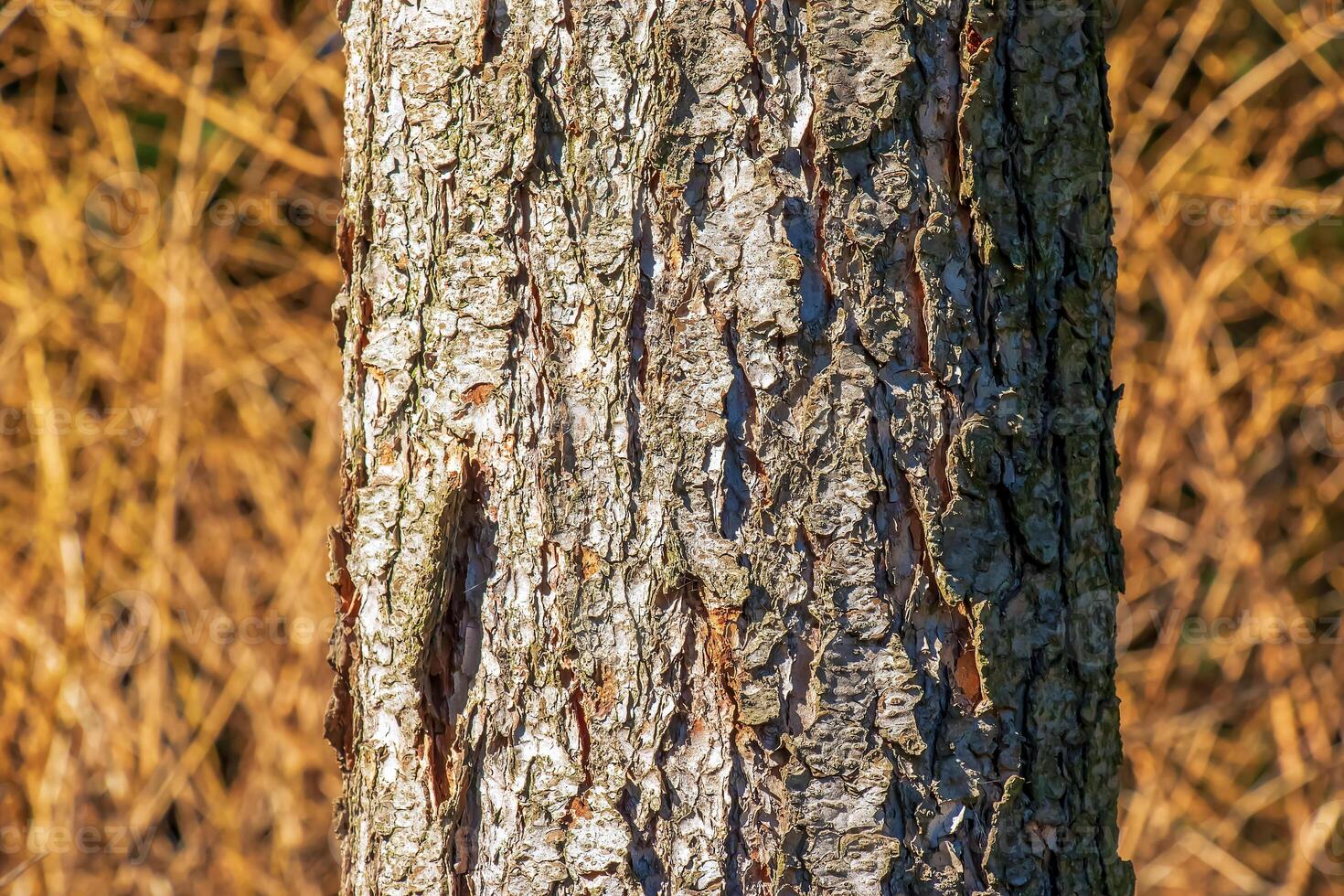 Close-up view to the texture an evergreen conifer species bark Pseudotsuga menziesii, commonly known as Douglas-fir. photo