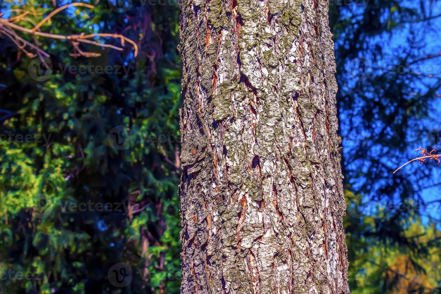 Close-up view to texture evergreen conifer species bark Pseudotsuga menziesii, commonly known as Douglas-fir. photo