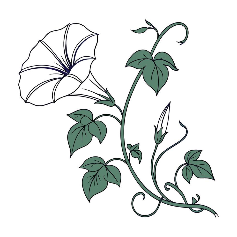 illustration of morning glory plant with leaves and flowers vector