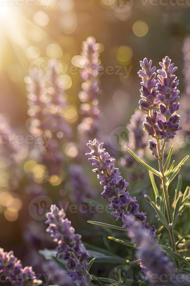 Lavender flowers in sunlight photo