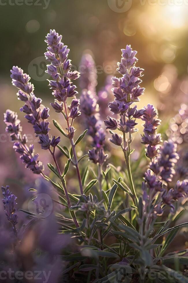 Lavender flowers blooming in sunlight photo
