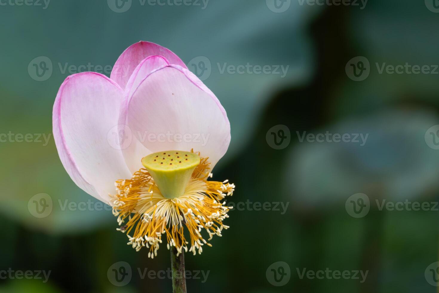 Close-up of a delicate pink lotus flower in full bloom photo