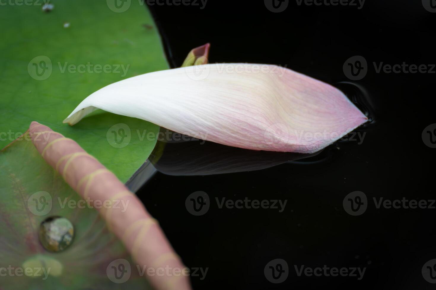 Lotus Petal Floating on Water's Surface photo