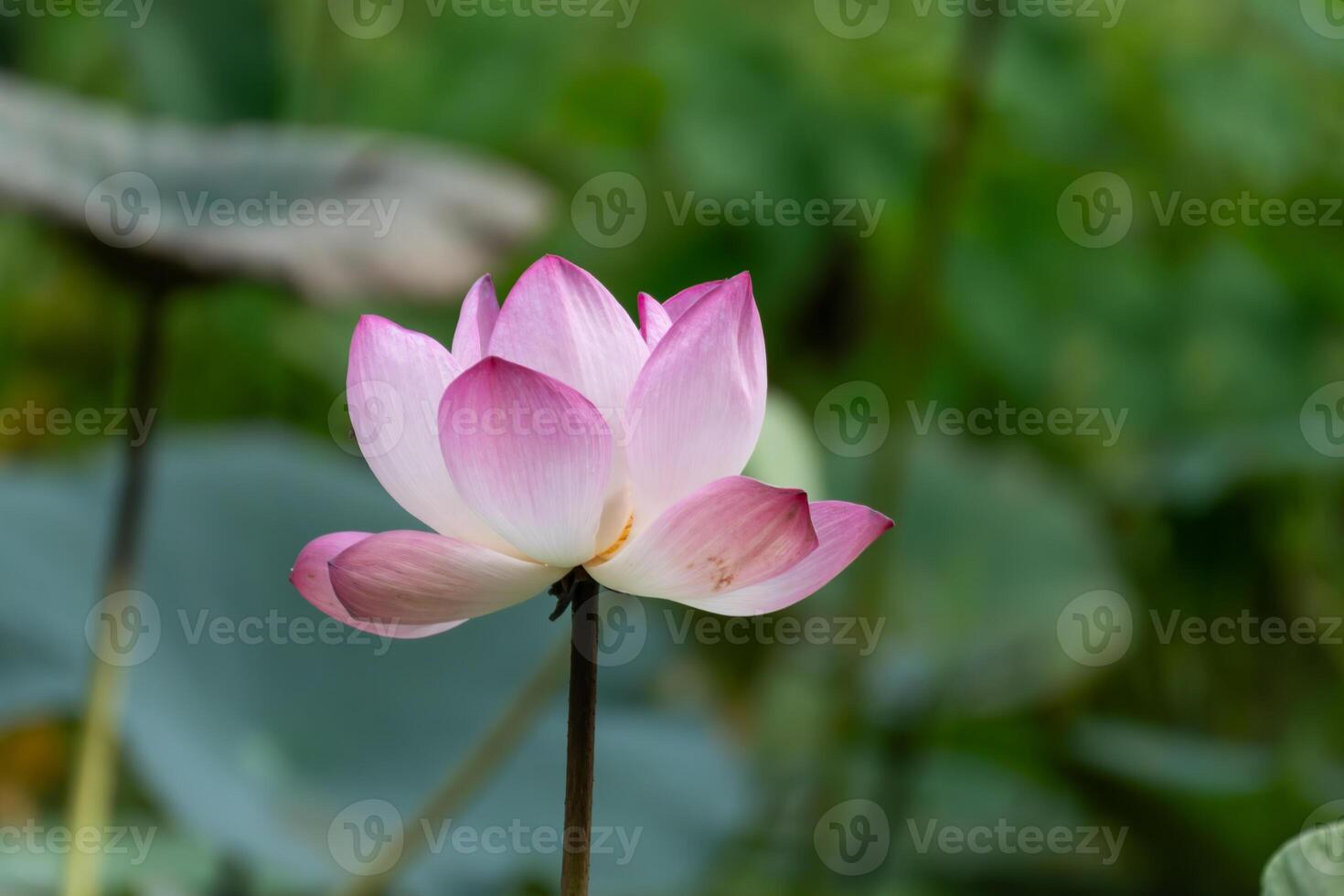 Pink Lotus Blossom in Bloom A Symbol of Purity and Rebirth photo