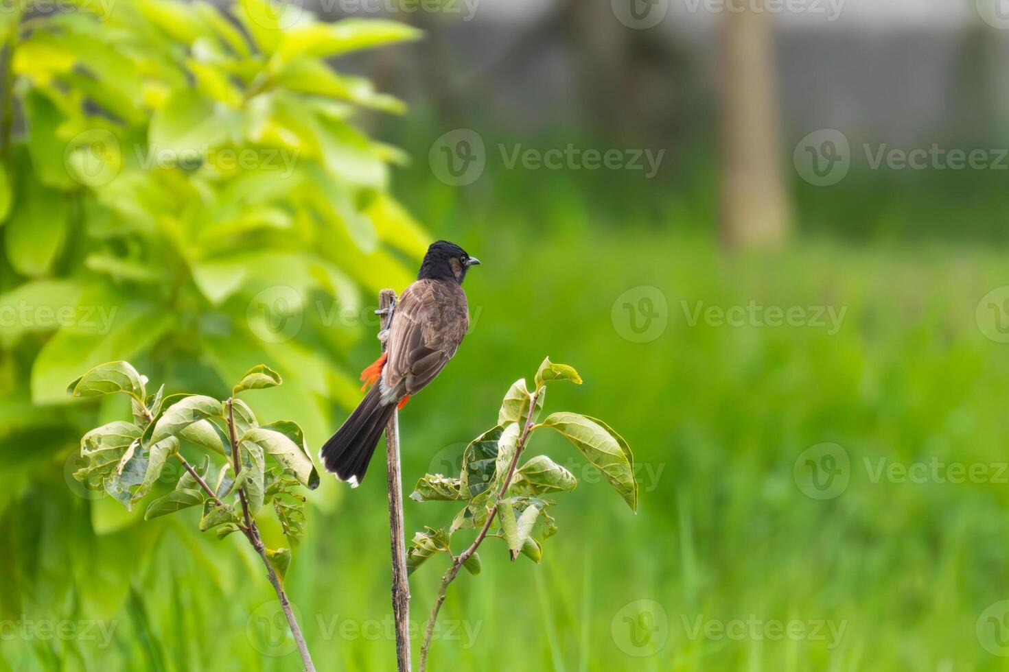 Red-vented Bulbul Perched on a Branch, Amidst Lush Greenery photo
