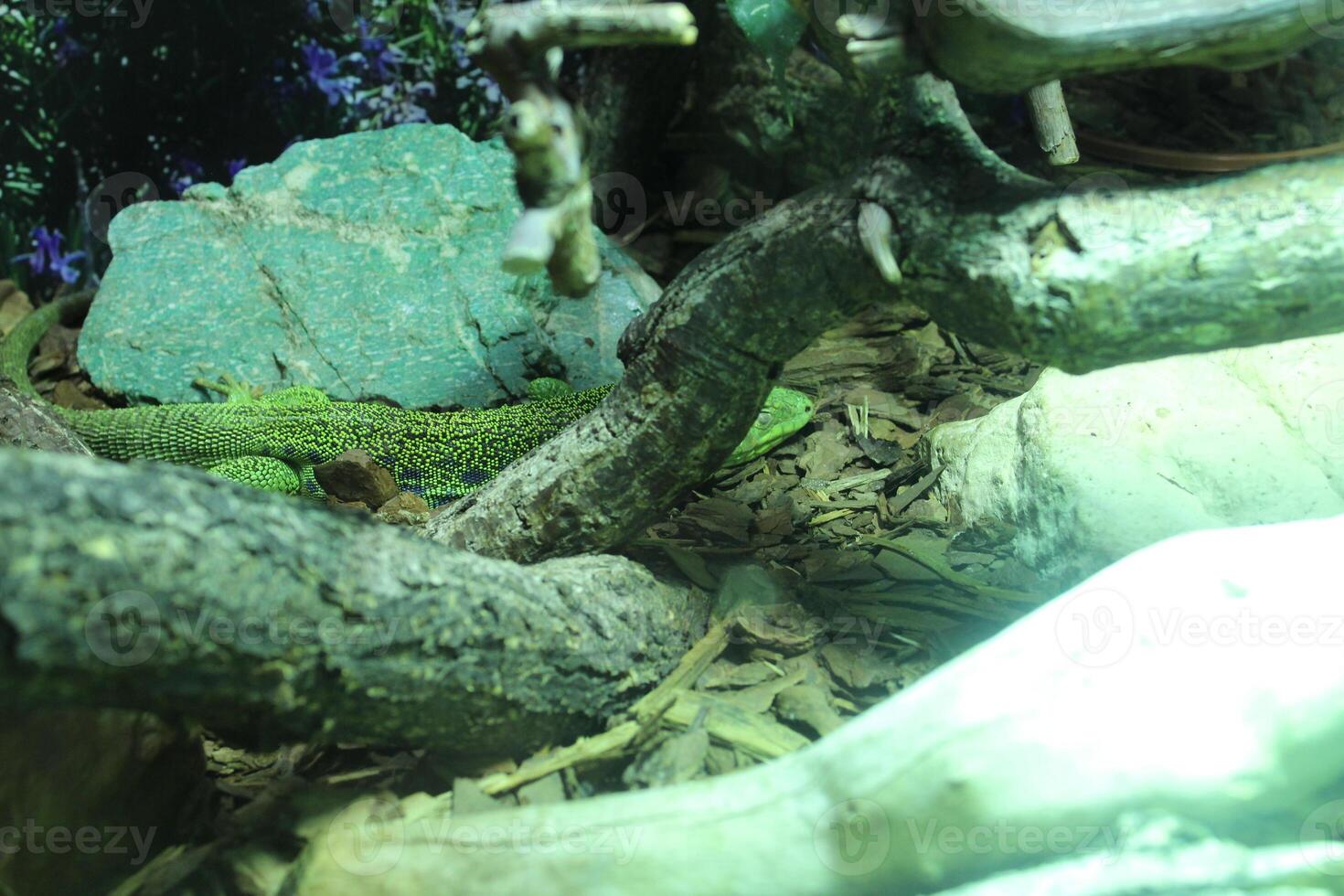 A green spotted lizard hides among the rocks photo