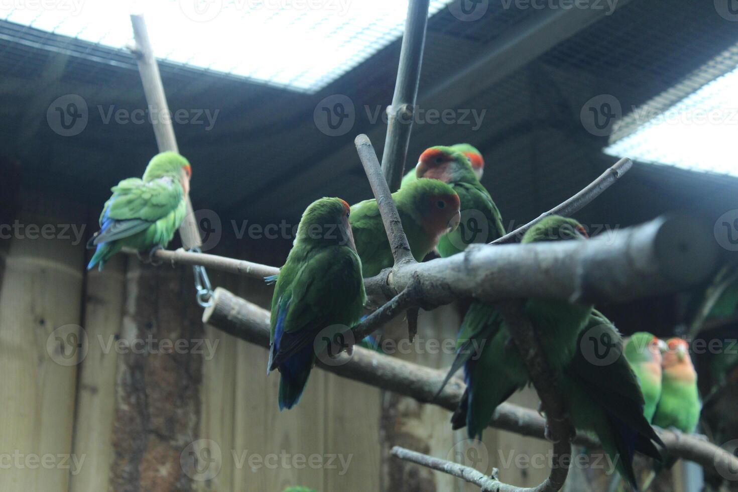A flock of red and green parrots sitting on a branch in a cage photo