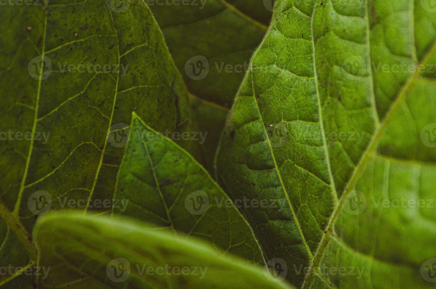 Fresh green tobacco leaves close-up. Macro texture of tobacco plant growing. Horizontal background photo