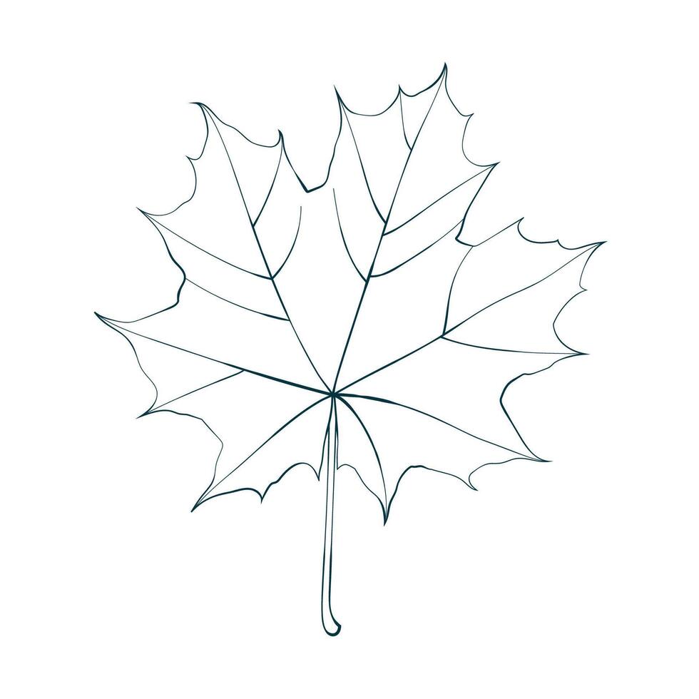 Hand-drawn maple leaf sketch picture isolated on white background. Line style illustration. vector