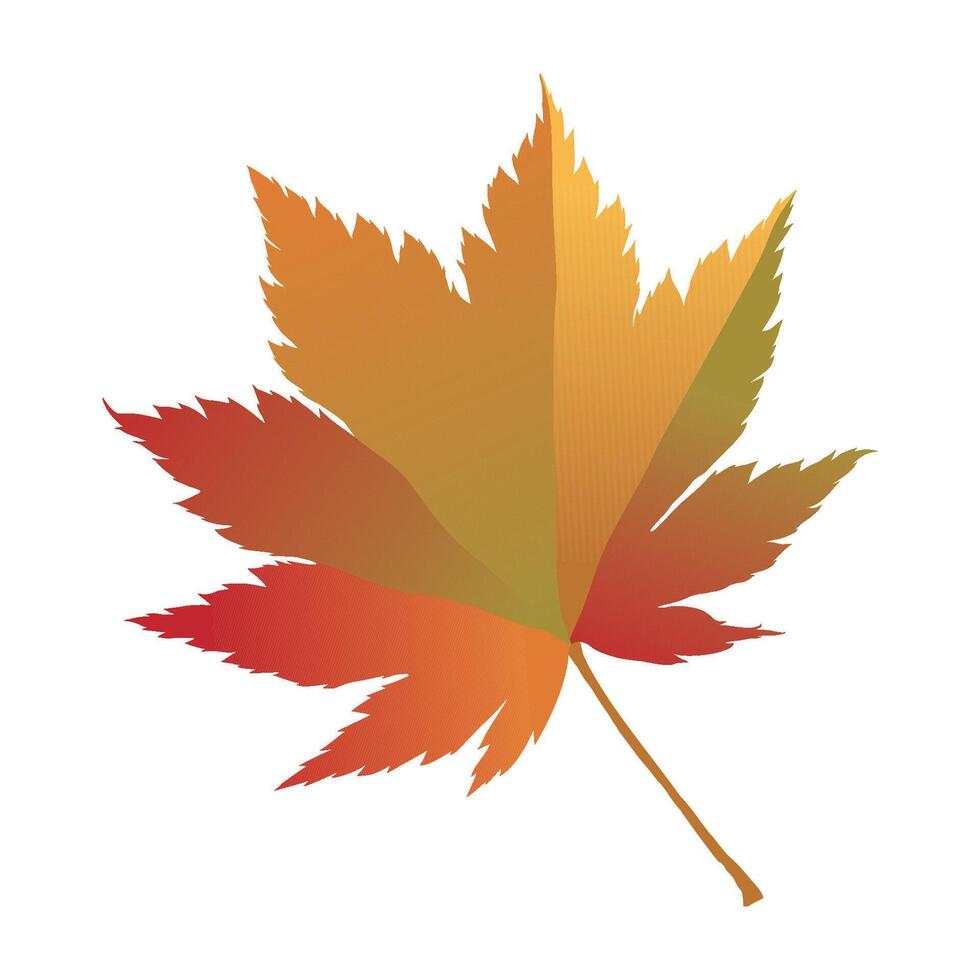 Hand-drawn autumn colored maple fall leaf isolated on white background. Flat style illustration. vector