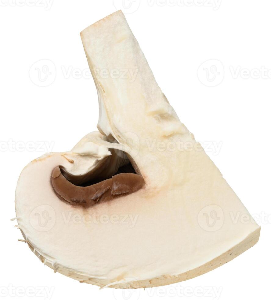 Cut in half fresh champignon mushroom with white cap and light brown interior photo