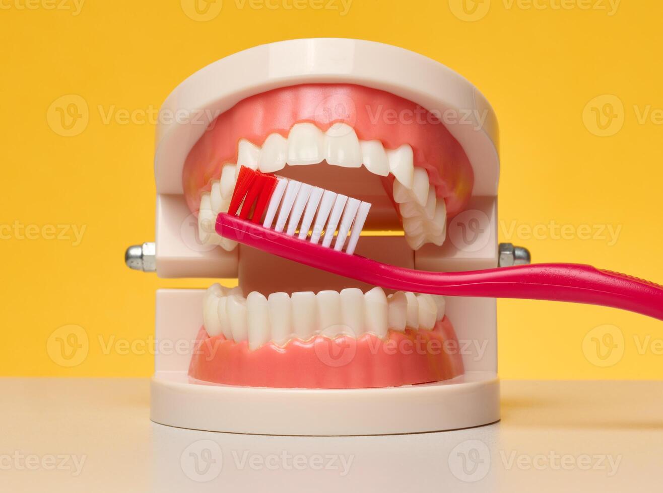 Model of human jaws with teeth with red toothbrush placed between upper and lower teeth on bright yellow background photo